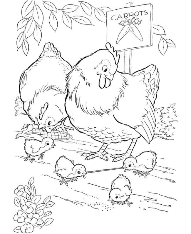 Summary of beautiful coloring pictures of chickens for babies