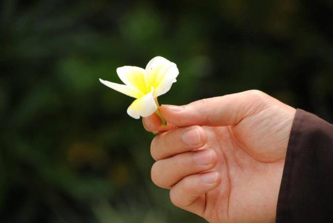 सबसे सुंदर सफेद चीनी मिट्टी के बरतन फूल का सारांश