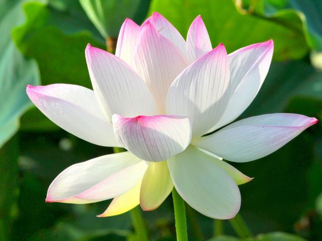 Belle image de lotus 02