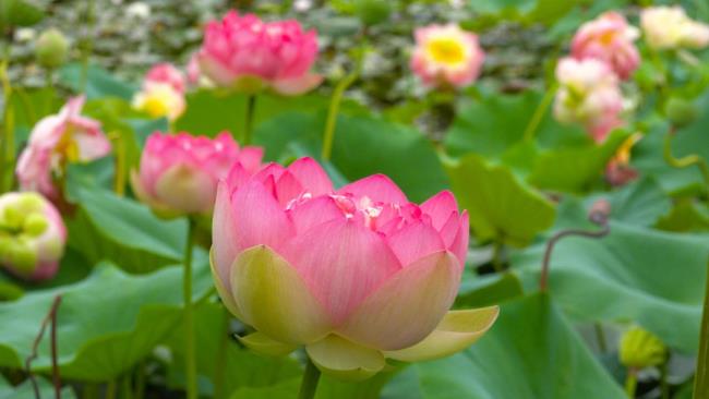 09 schöne Lotusbilder