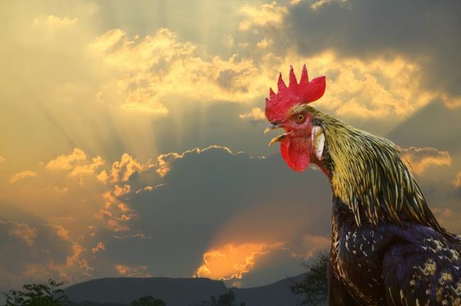 Verzameling van super realistische, mooie kippen