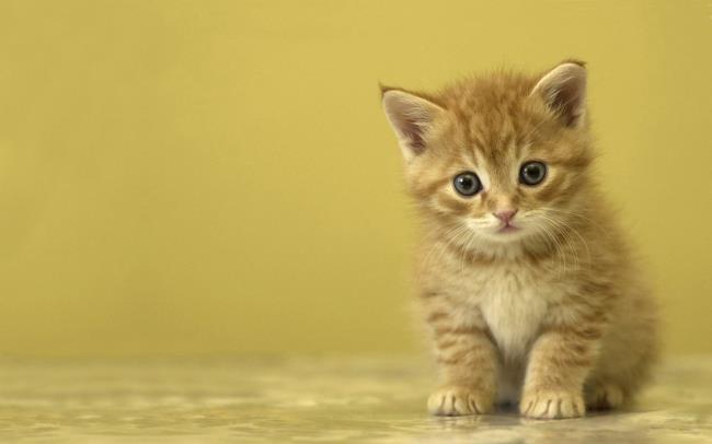 Collection d'images de chatons mignons mignons