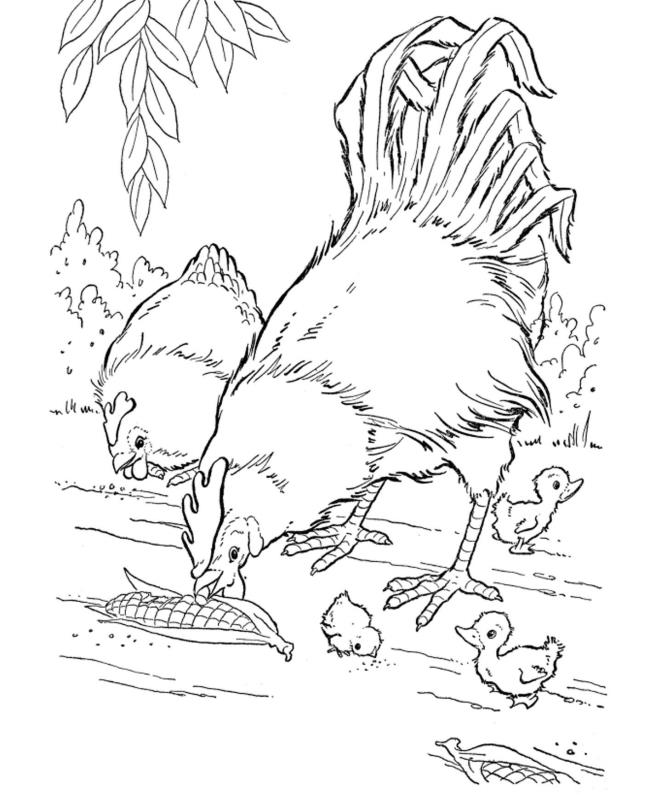 Summary of beautiful coloring pictures of chickens for babies