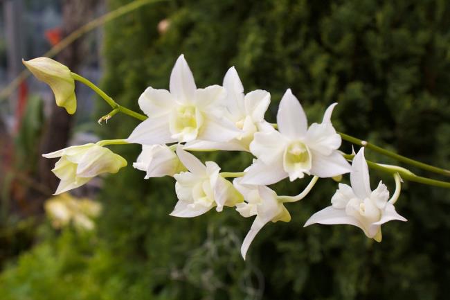 Сводка самых красивых изображений белых орхидей