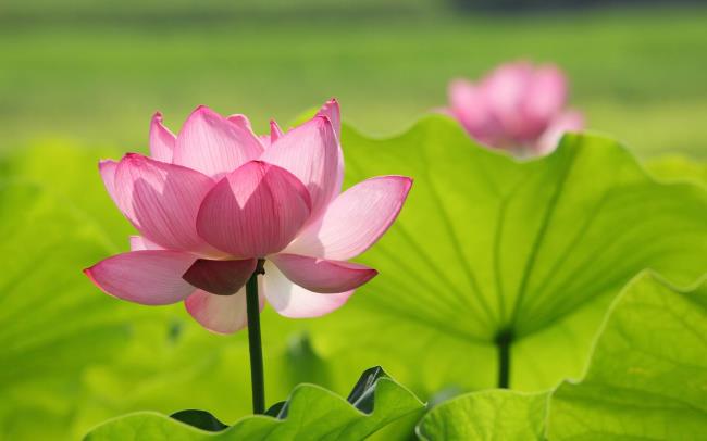 16 wunderschöne Lotusbilder