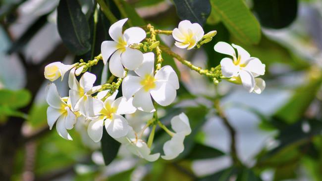 सबसे सुंदर सफेद चीनी मिट्टी के बरतन फूल का सारांश