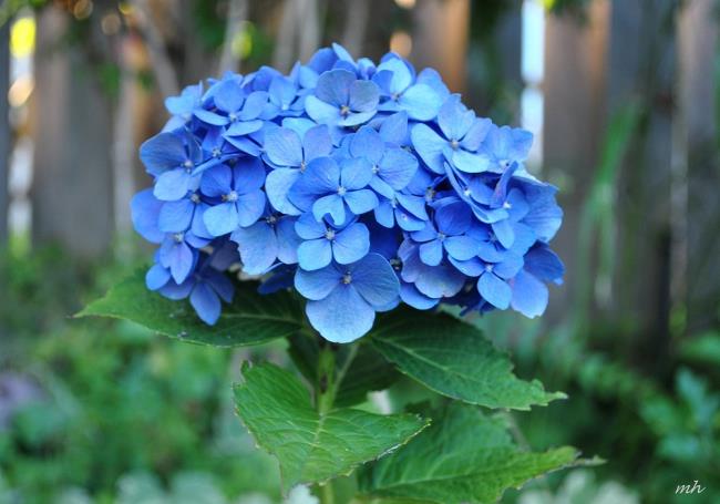 Hydrangea biru yang indah