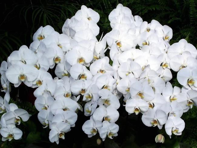 Résumé des plus belles images d'orchidées blanches