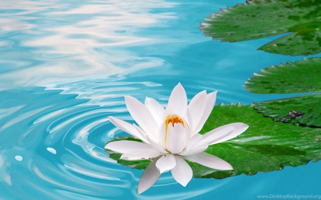 Belle image de lotus 17