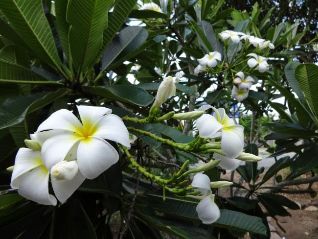 خلاصه ای از زیباترین گل چینی سفید
