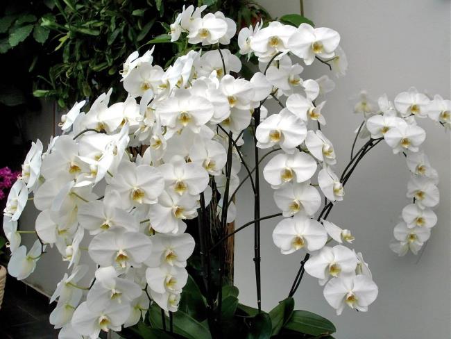 Ringkasan gambar orkid putih yang paling indah