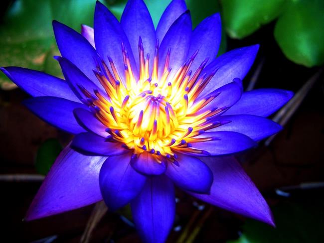 Güzel mavi lotus Resim 3