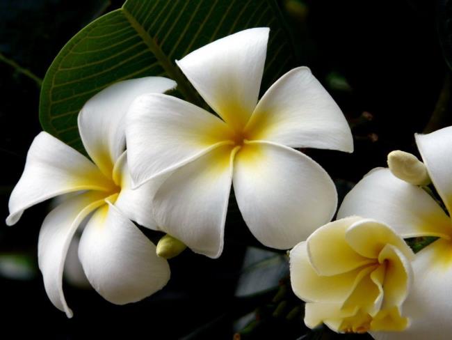 En güzel beyaz porselen çiçeğinin özeti