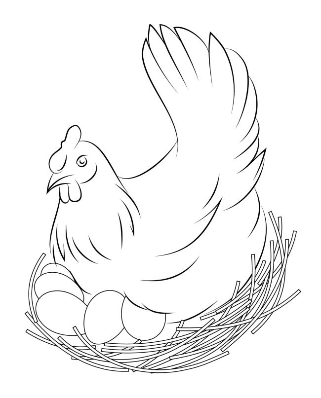 Summary of beautiful coloring pictures of chickens for babies