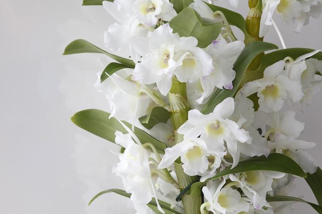 가장 아름다운 하얀 난초 이미지 요약