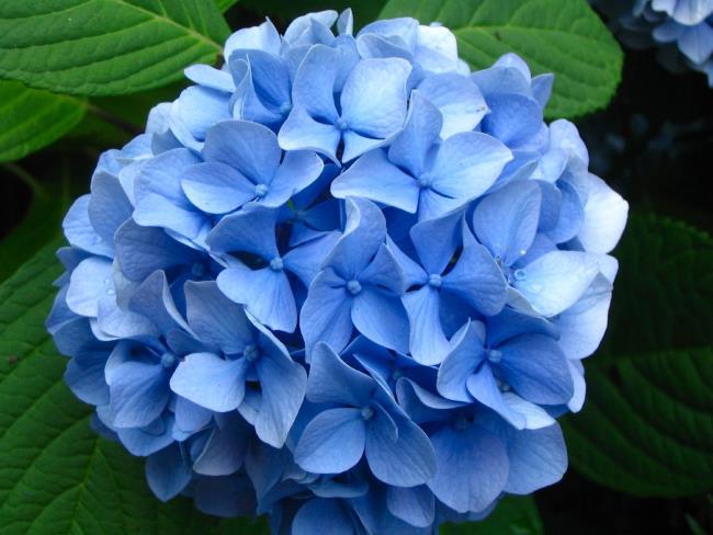 Schöne blaue Hortensien