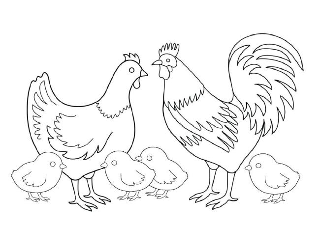 Résumé de belles images à colorier de poulets pour bébés