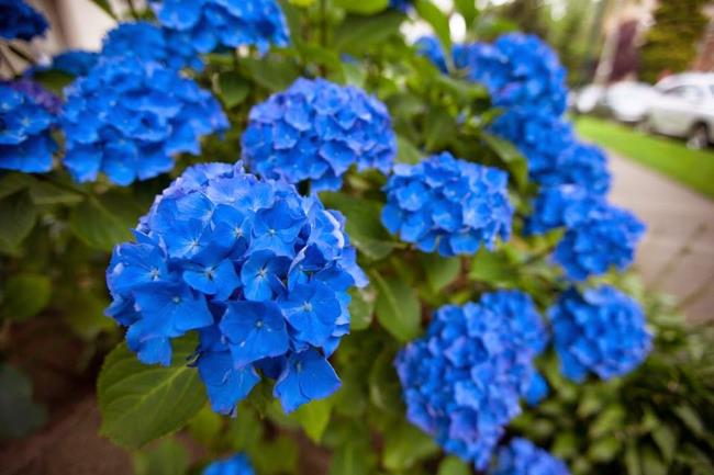 Schöne blaue Hortensien