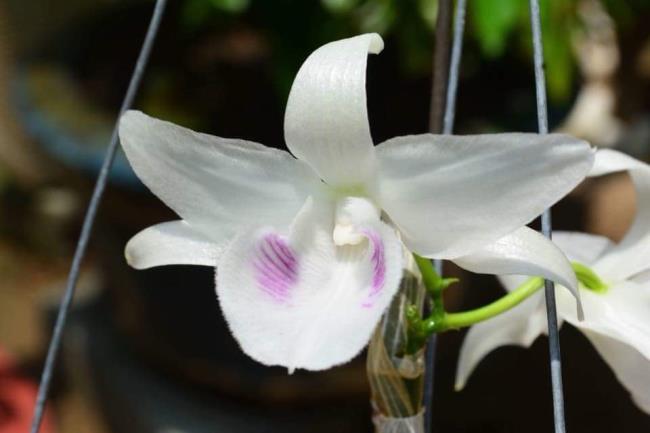 Rezumatul celor mai frumoase imagini de orhidee albe