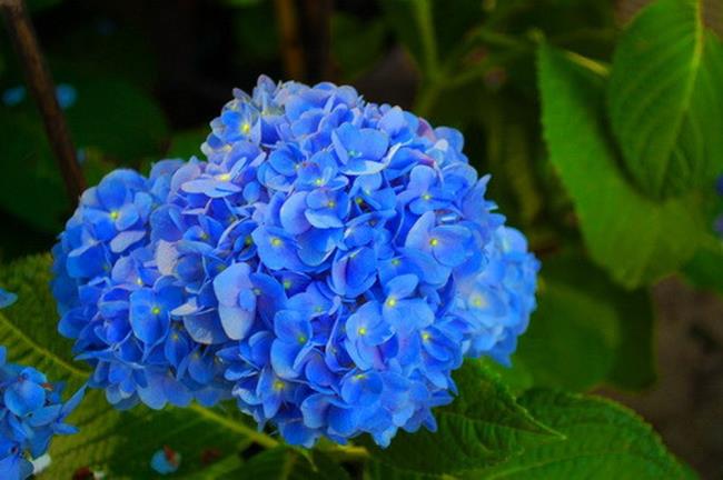 Beaux hortensias bleus