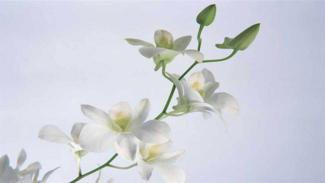 最も美しい白蘭の画像のまとめ