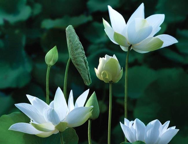 Zusammenfassung der schönen weißen Lotusbilder 4