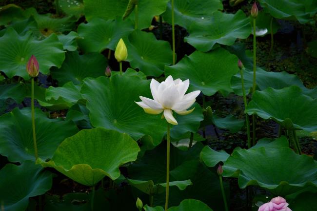 Zusammenfassung der schönen weißen Lotusbilder 5