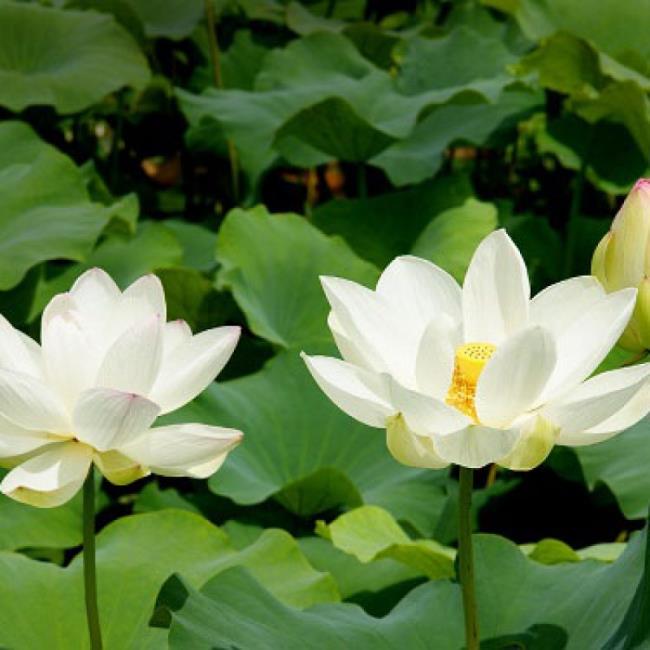 Summary of beautiful white lotus images 6