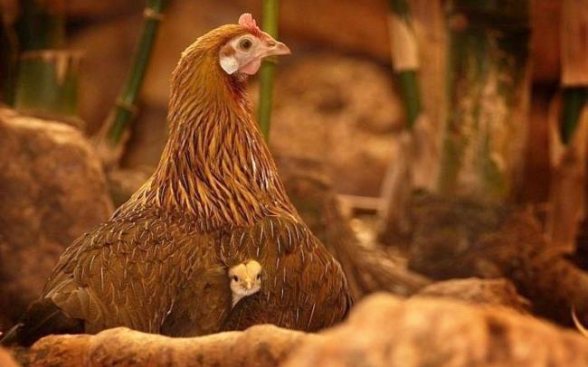 Verzameling van super realistische, mooie kippen