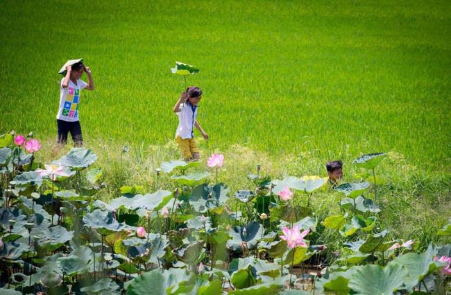 सबसे सुंदर वियतनामी ग्रामीण इलाकों का सारांश