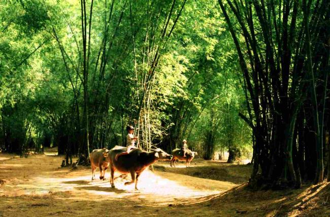 सबसे सुंदर वियतनामी ग्रामीण इलाकों का सारांश