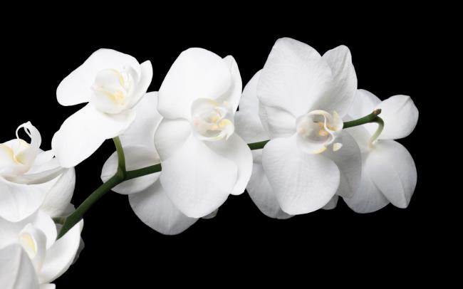 가장 아름다운 하얀 난초 이미지 요약