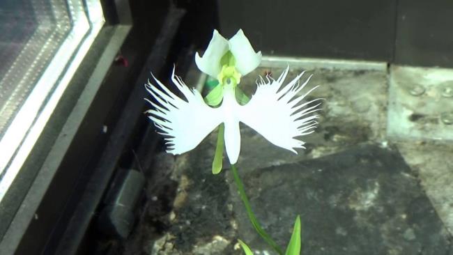 Сводка самых красивых белых орхидей