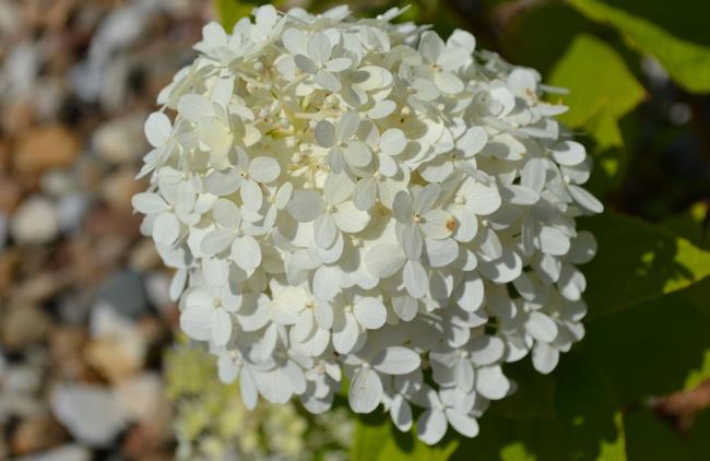 Beaux hortensias blancs