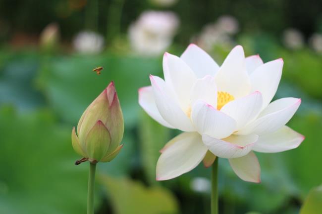 Summary of beautiful white lotus images 9