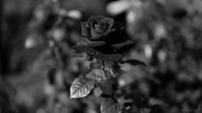 مجموعه ای از زیباترین عکس های گل رز سیاه