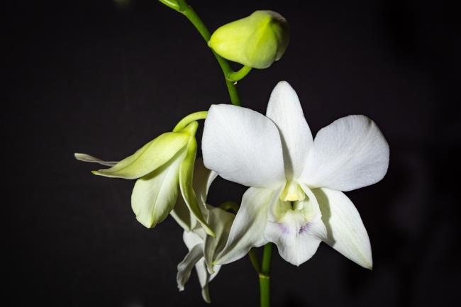 Сводка самых красивых изображений белых орхидей