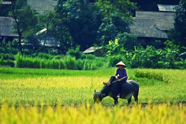 Zusammenfassung der schönsten vietnamesischen Landschaft