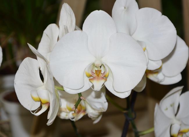 Podsumowanie najpiękniejszych zdjęć białej orchidei