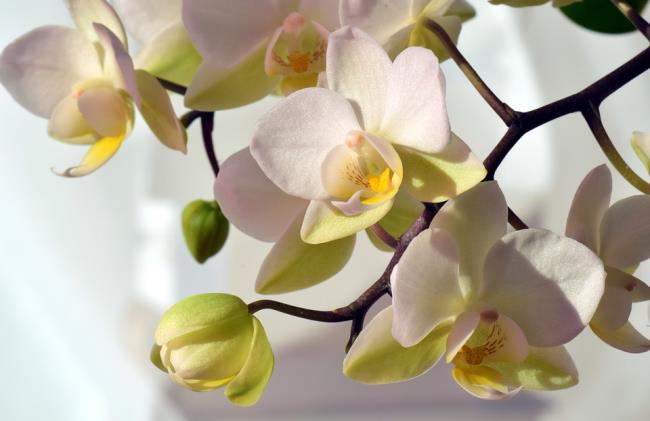 Overzicht van de mooiste witte orchideeënafbeeldingen