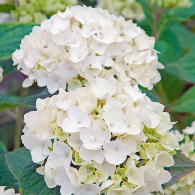 Schöne weiße Hortensien