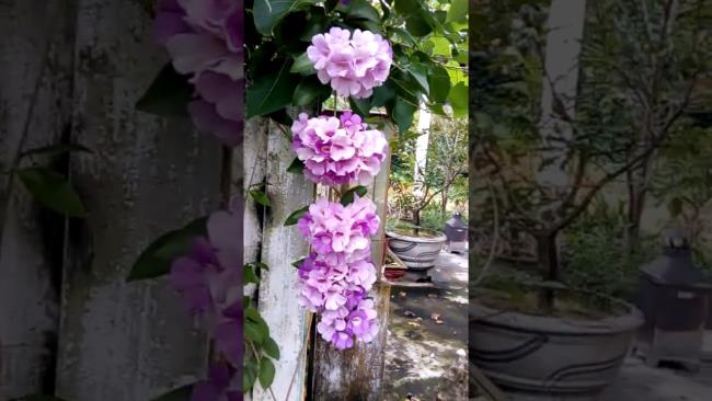 Collection d'images de la plus belle orchidée à l'ail