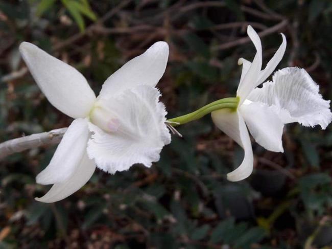 Summary of the most beautiful white orchid images