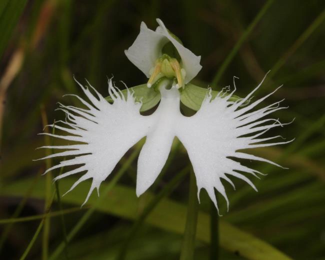 Résumé des plus belles orchidées blanches