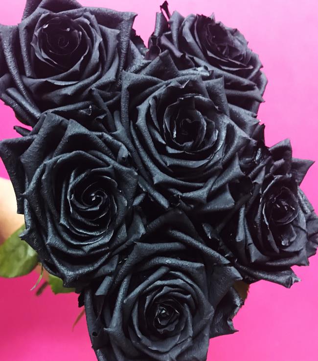 सबसे सुंदर काले गुलाब चित्रों का संग्रह