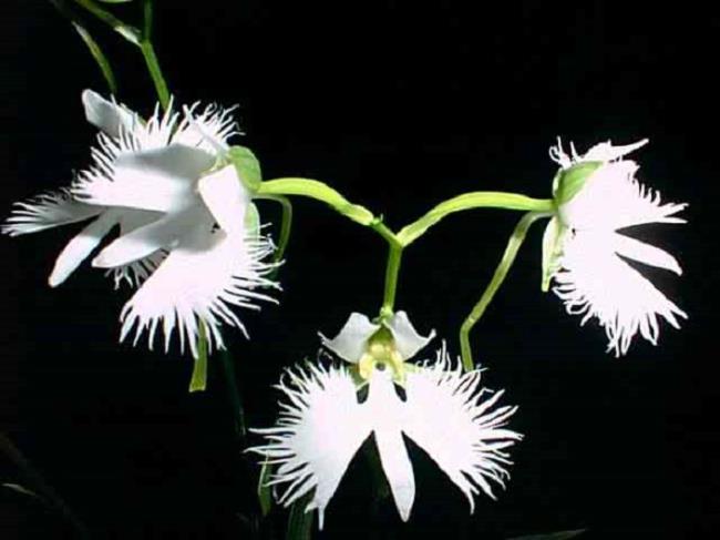 Сводка самых красивых белых орхидей
