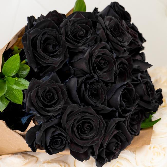 مجموعه ای از زیباترین عکس های گل رز سیاه