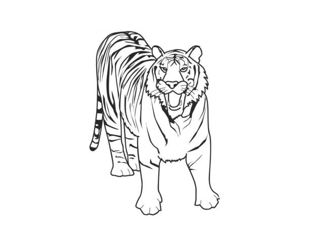 Collection of the most beautiful tiger coloring pictures