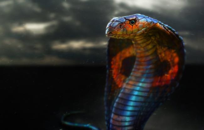 جمع صور أجمل الثعابين