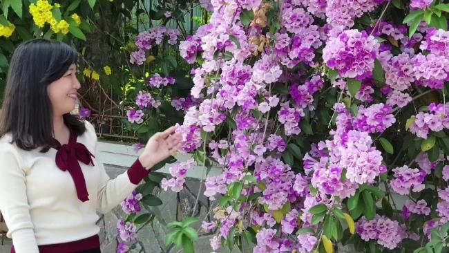 Сбор изображений самой красивой чесночной орхидеи